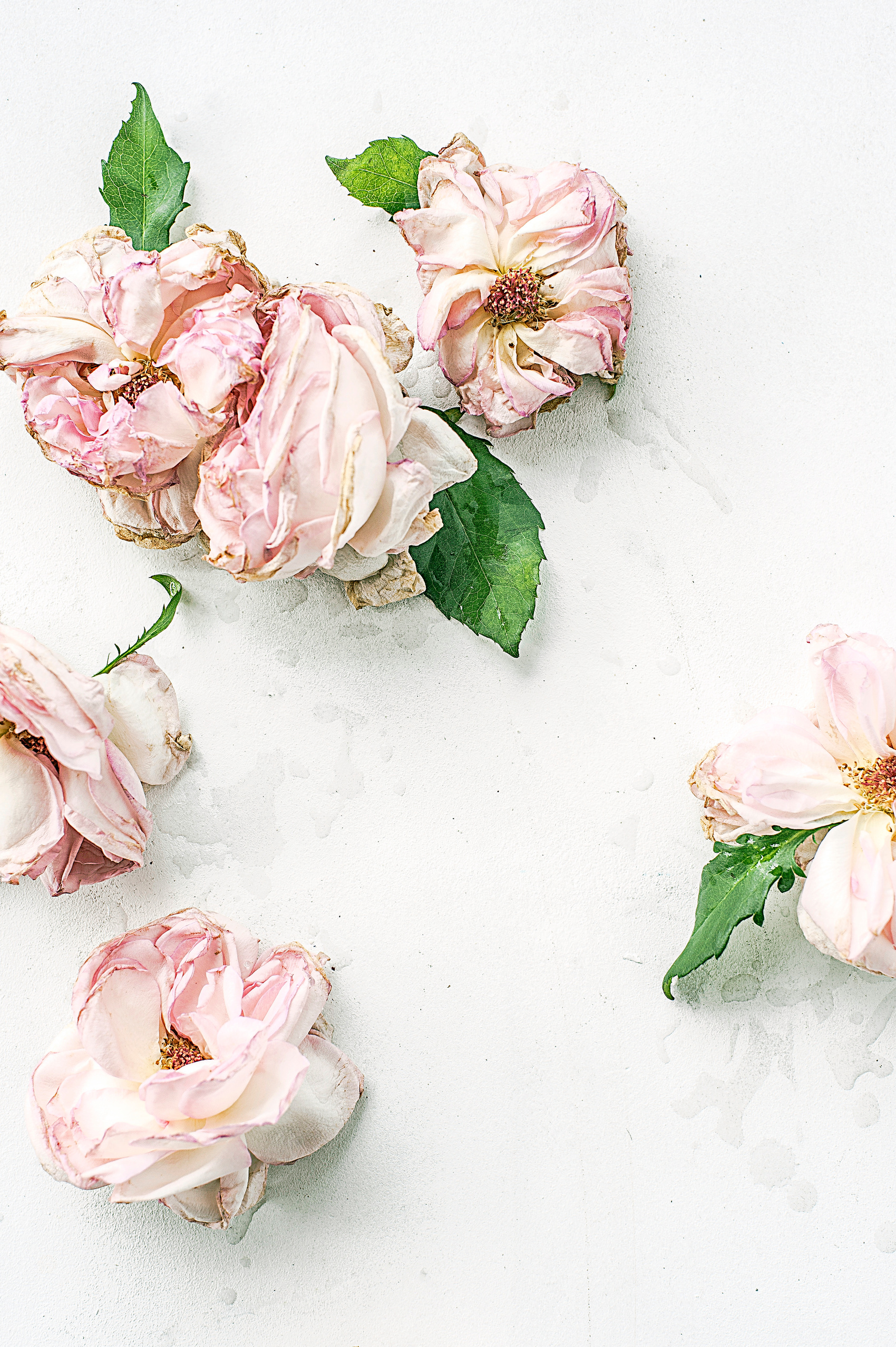 Dried Pink Flowers On White Surface